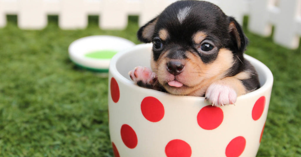 Fourth of July Pet Safety